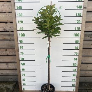 Vavrínovec lekársky (Prunus laurocerasus) ´NOVITA´ - výška 100-130 cm, kont. C5L (-21°C) - na kmienku